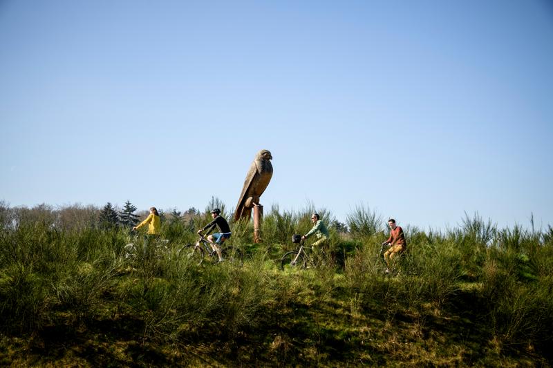 Meerdaalwoud_Torenvalk (c) Lander Loeckx