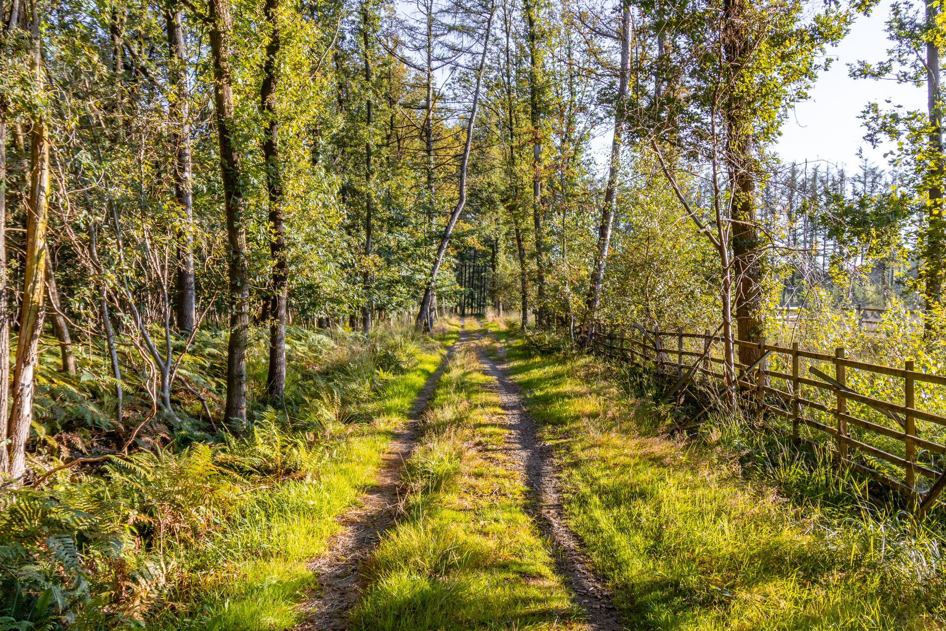 Het Drongengoed is het grootste aaneengesloten bos van de provincie, goed voor uren wandelplezier. Drongengoed_Drongengoedbos2 ©Toerisme Oost-Vlaanderen
