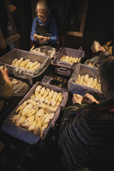 Witloof kuisen - Brussels vollegrondswitloof Cools