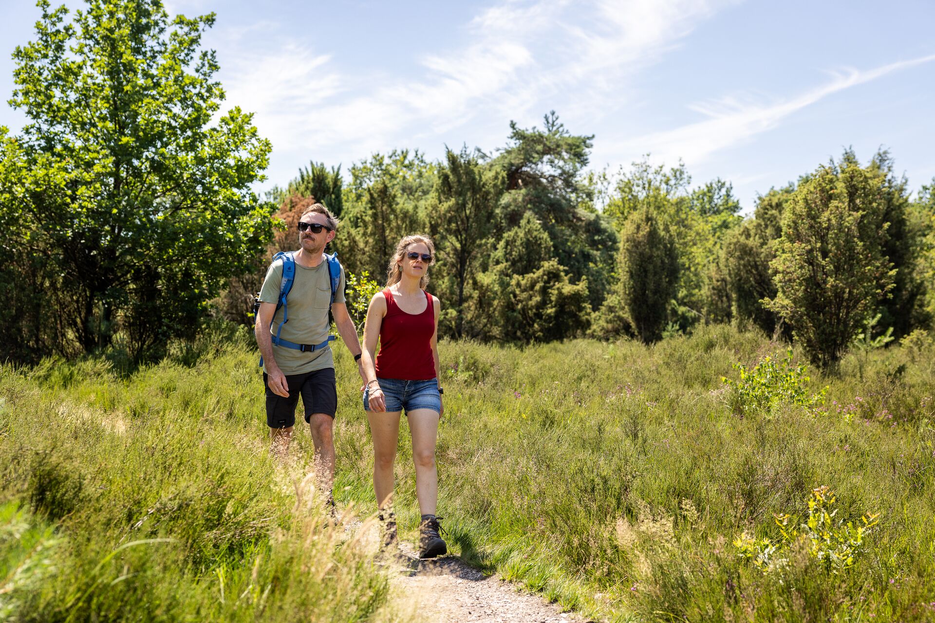 Bacche di ginepro a Heiderbos Due escursionisti con zaino camminano su un sentiero sabbioso attraverso una brughiera verde in una giornata di sole.