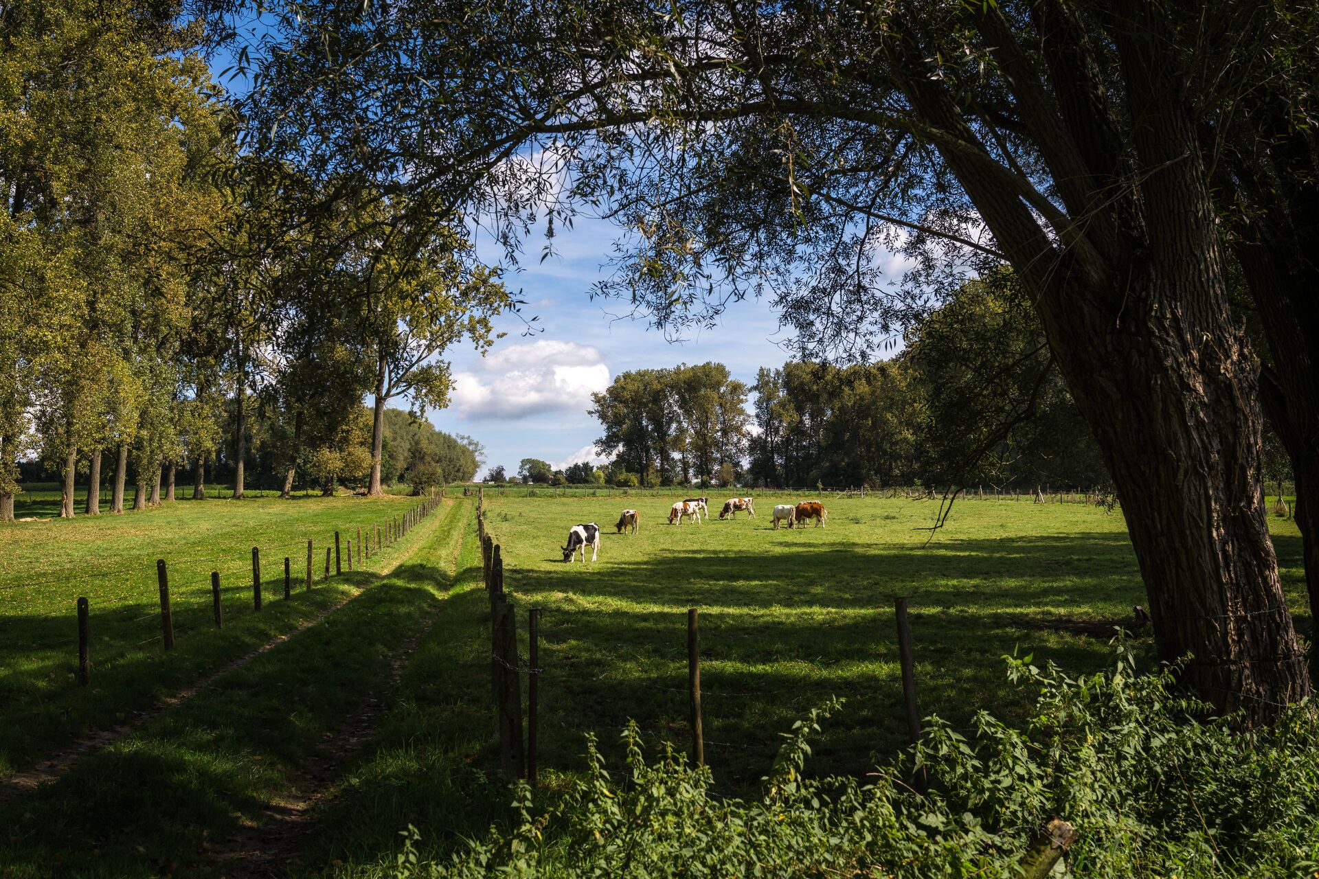 Den Dotter in Haaltert biedt een bonte combinatie natuurlandschappen en is daarom ideaal om te gaan wandelen. Den Dotter_Natuurgebied Den Dotter© Jens Mollenvanger voor Toerisme Oost-Vlaanderen