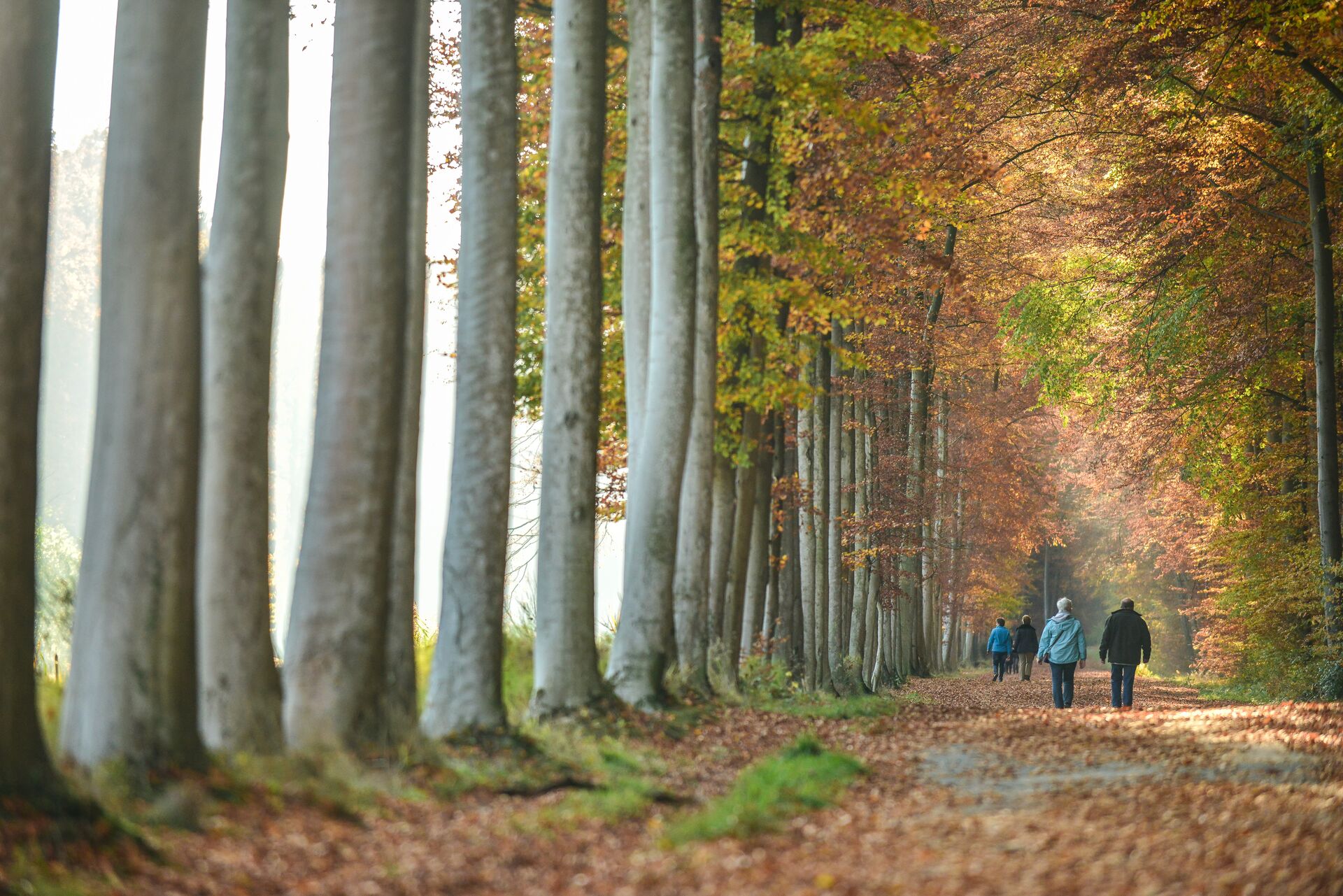 Voer- en Warandewandeling Park van Tervuren in de herfst (c) Bert Dekelver