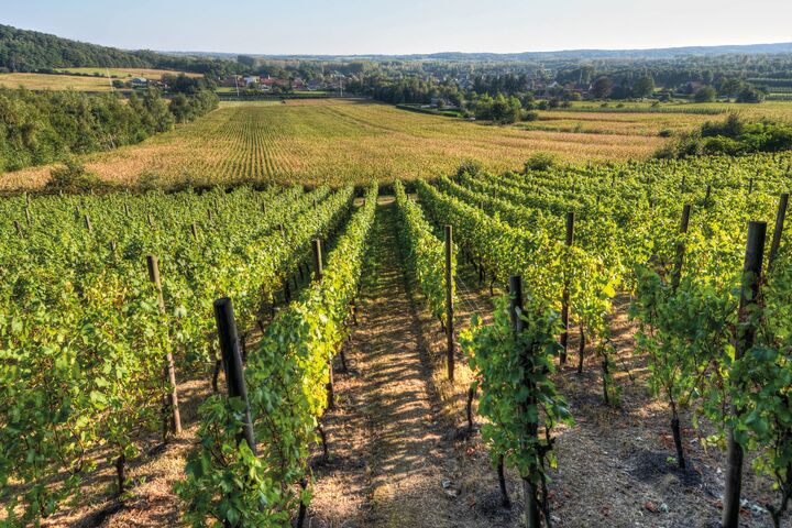 Zuiderlijke helling van de wijngaardberg (c) Toerisme Vlaams-Brabant