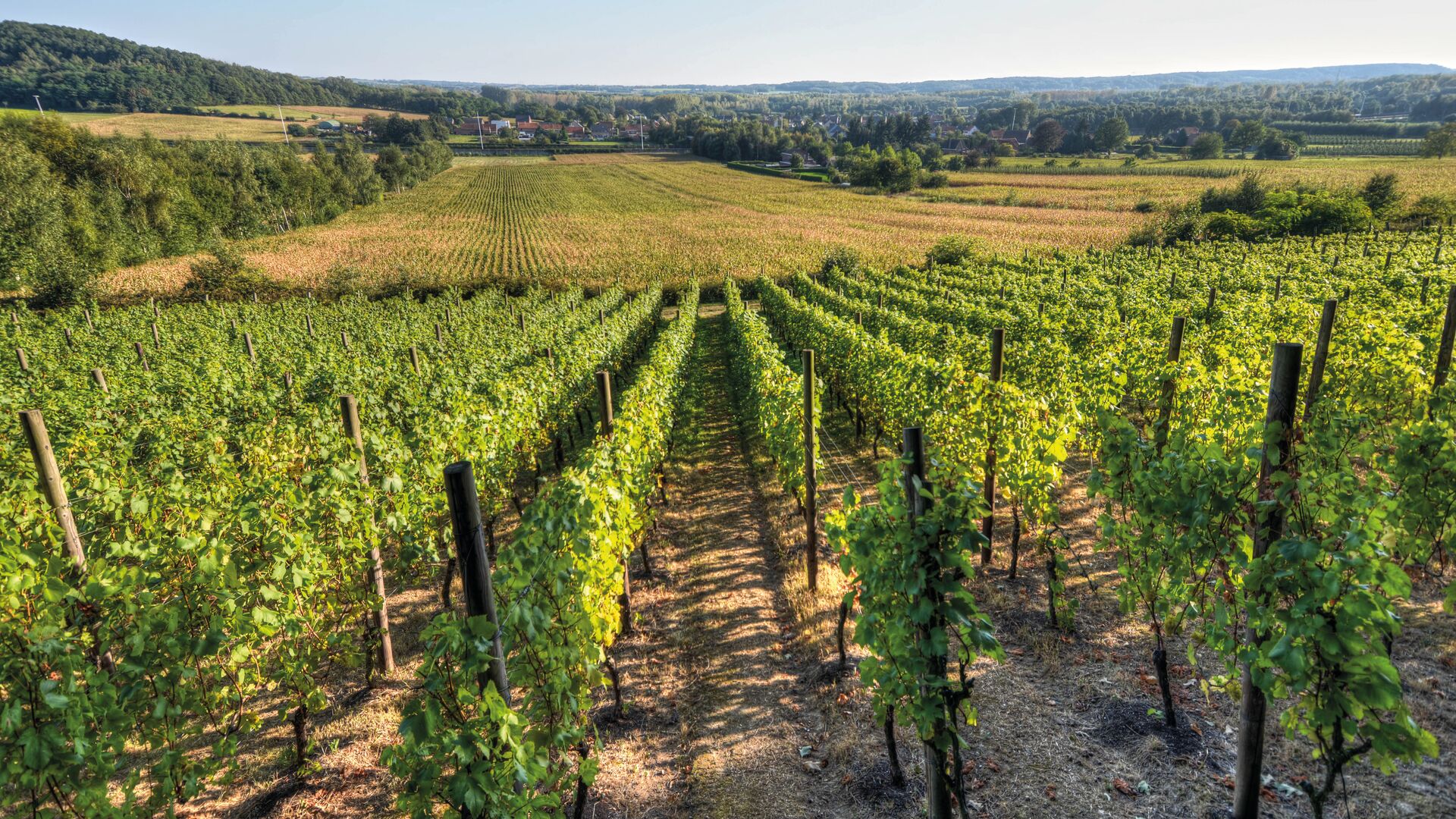 Zuiderlijke helling van de wijngaardberg (c) Toerisme Vlaams-Brabant