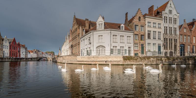 A serene canal scene in Bruges; swans glide on the water, lined by historic, charming European buildings under a cloudy sky. Tranquil atmosphere.