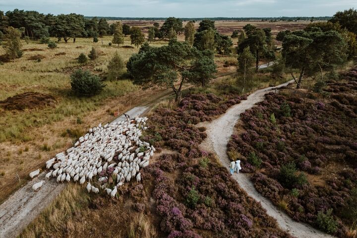 Troupeau sur sentier de sable en lande Vue aérienne de moutons sur un sentier de sable à travers la lande et la forêt, avec deux bergers devant.