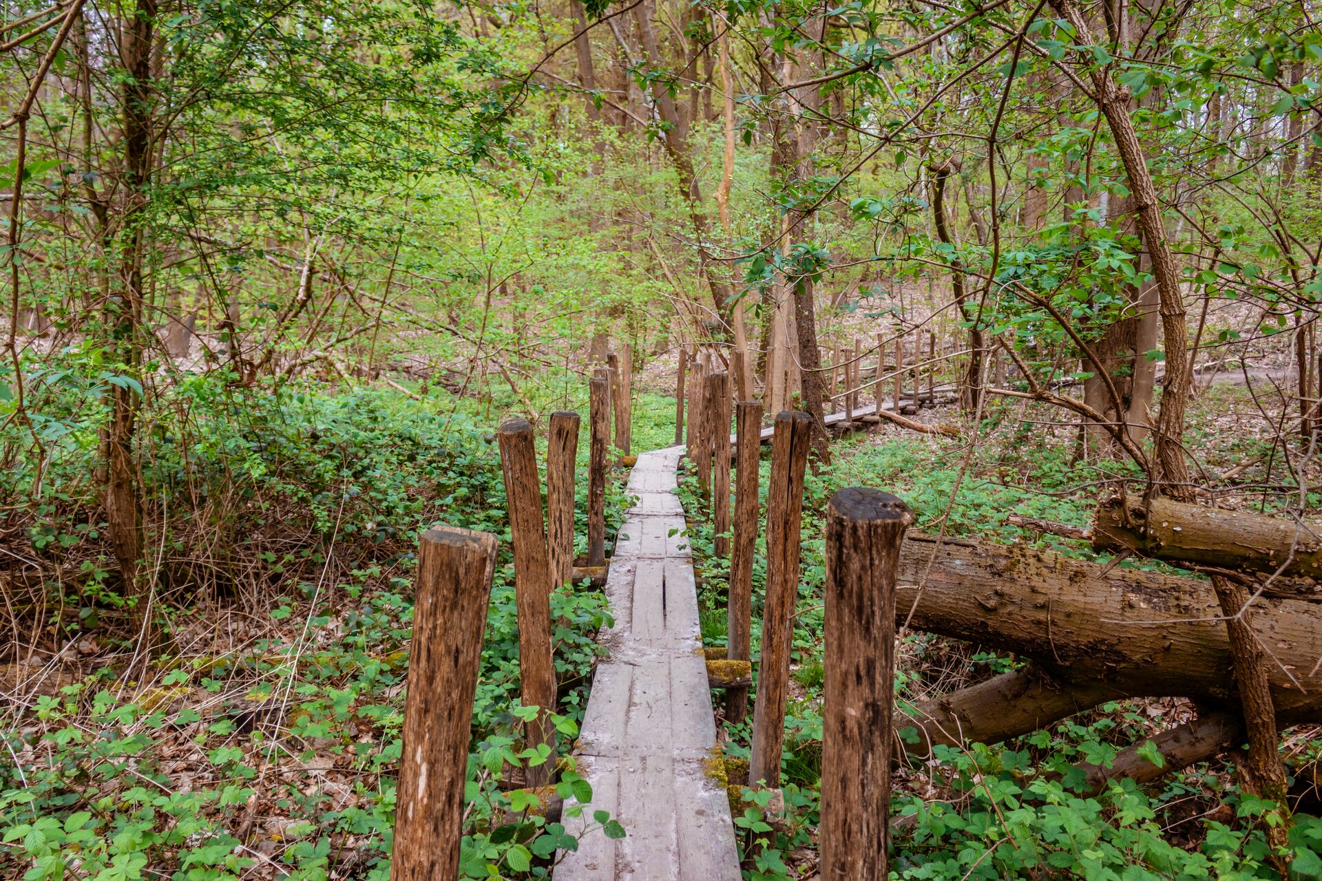 Het Muziekbos is een natuurgebied op de Muziekberg in de Vlaamse Ardennen in Zuid-Oost-Vlaanderen (België). Het Muziekbos is 52 hectare groot en sluit aan op het 57 hectare grote Sint-Pietersbos. Het ligt ten noordoosten van Ronse en dit domeinbos wordt beheerd door de Vlaamse overheidsdienst Agentschap voor Natuur en Bos. Muziekbos_vlonderpad © Tijl De Meulemeester voor Toerisme Oost-Vlaanderen