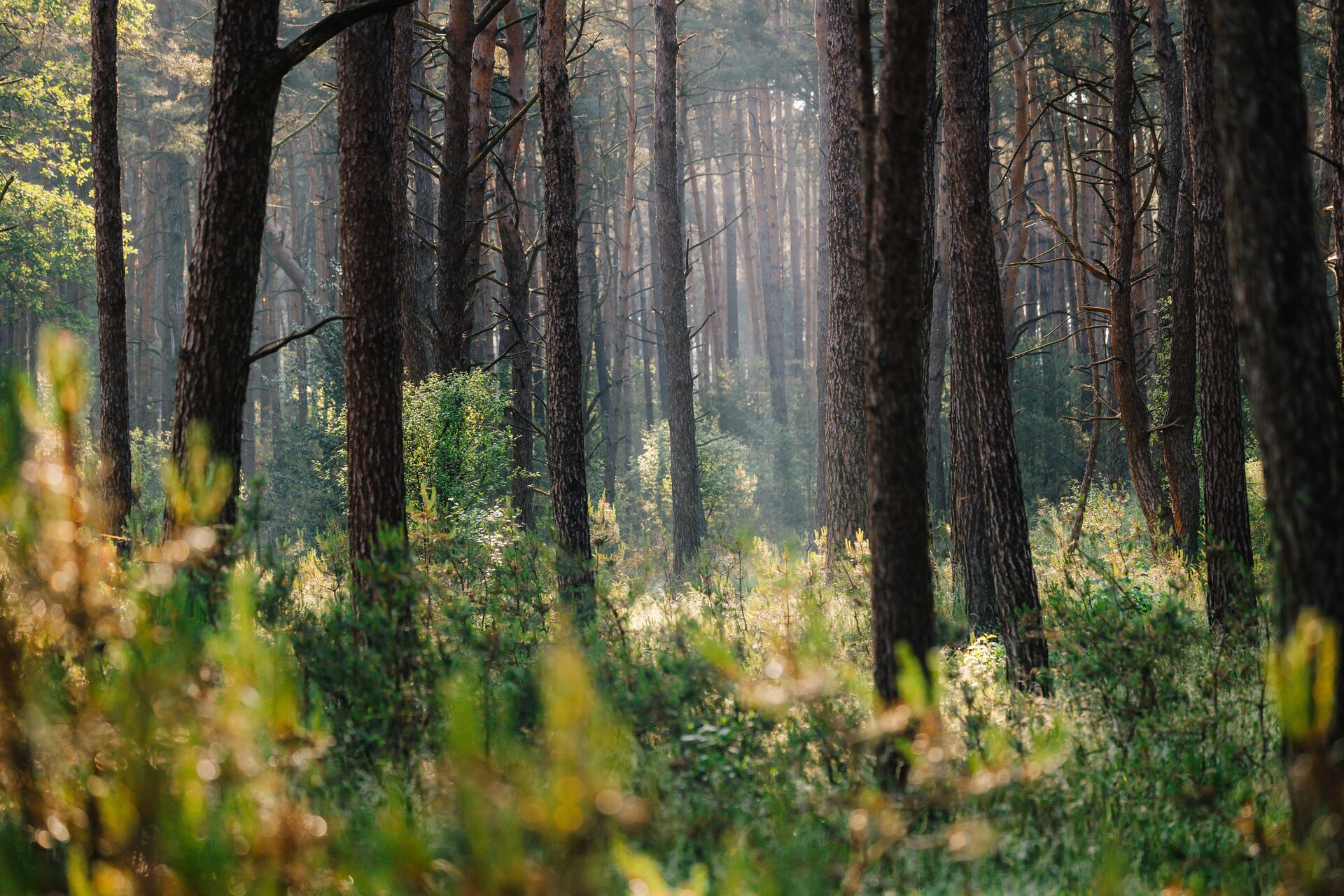 Zonovergoten bos met hoge dennen, weelderig groen struikgewas en zonnestralen die door de takken schijnen, waardoor een vredige, serene sfeer ontstaat.