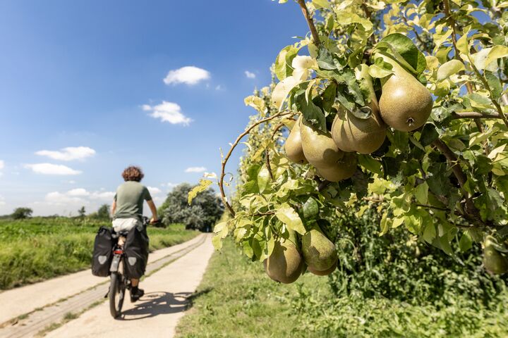 Borgloon_Romeinse Kassei© David Peskens