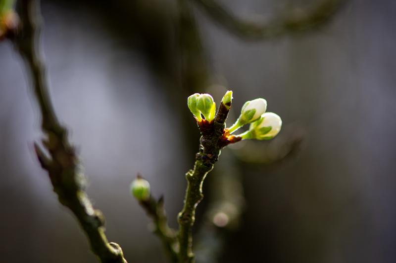 Museumtuin Gaasbeek (c) Kris Coppens (12)