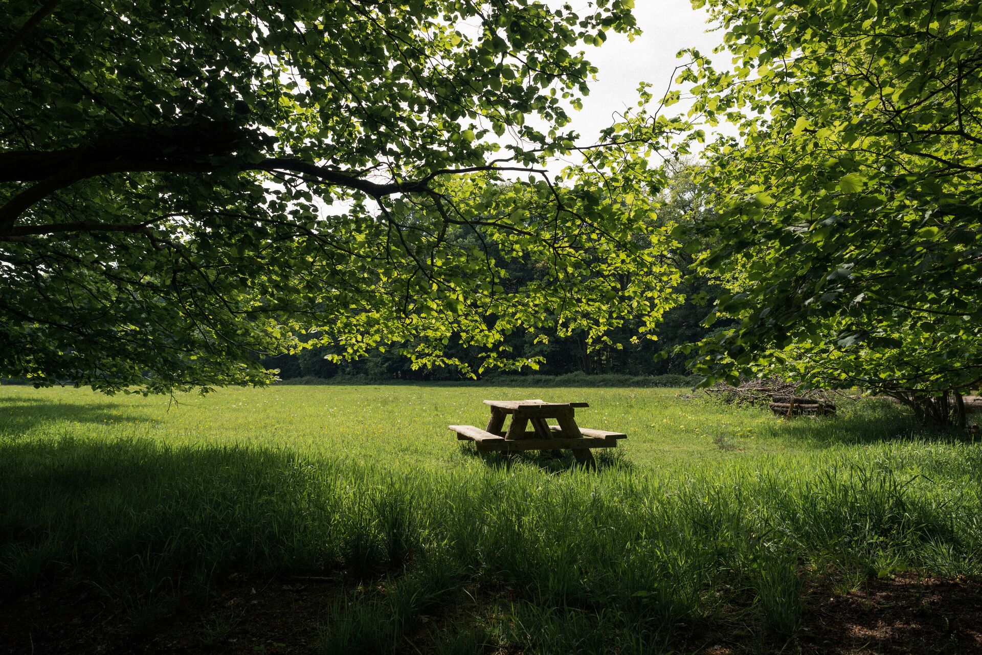 Het Drongengoed is het grootste aaneengesloten bos van de provincie, goed voor uren wandelplezier. Drongengoed_Picknickbank Drongengoedbos © Toerisme Oost-Vlaanderen