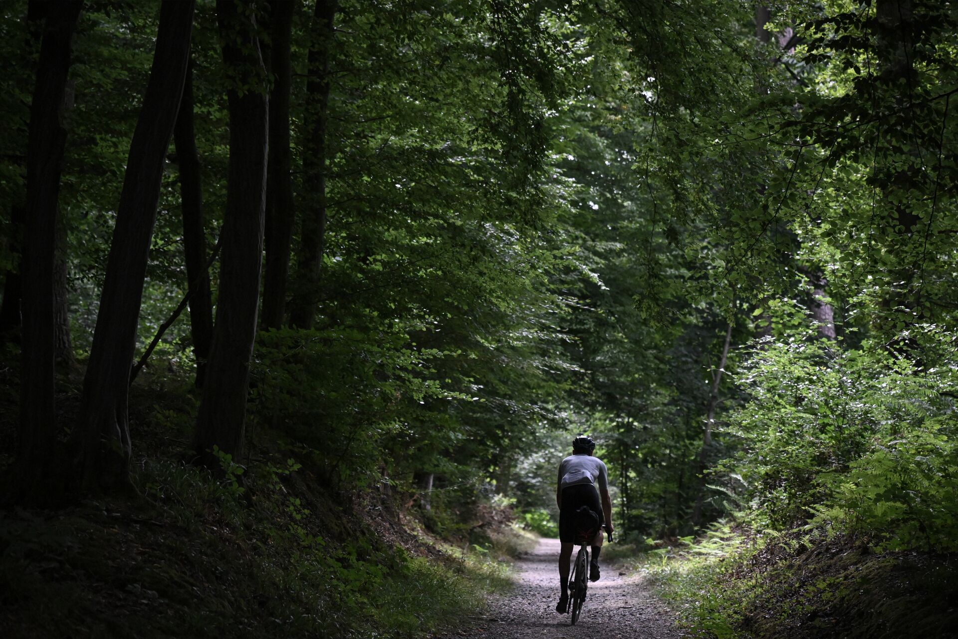 CYCLING IN FLANDERS Sonian forest (c) Grinta!