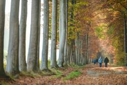 Park van Tervuren in de herfst (c) Bert Dekelver