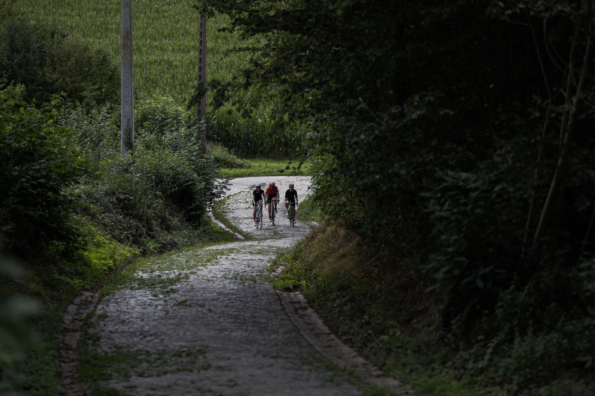 Cyclists on a cobbled climb in Flanders