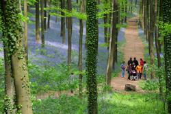 Hallerbos 14 © www.hallerbos.be