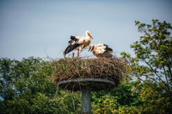 Het Zwin is een heel dynamisch natuurgebied waar het zeewater elke vloed binnenstroomt. Zwin Region (c) themodernleper (59)