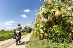 Een uitdagende rit doorheen het Zuiden van Vlaanderen over de heuvels van diverse streken als Voeren, Haspengouw, het Hageland tot de Vlaamse Ardennen en het Heuvelland. Of je nu een stuk van de route doet of van de eerste tot de laatste heuvel fietst, dit is er eentje die bossen aan geschiedenis rijgt en je op pitstops tussendoor laat proeven van mattentaarten en bruine cafés. Borgloon_Romeinse Kassei© David Peskens