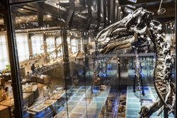 Museum voor Natuurwetenschappen © visit.brussels - Jean-Paul Remy_25291032358_o