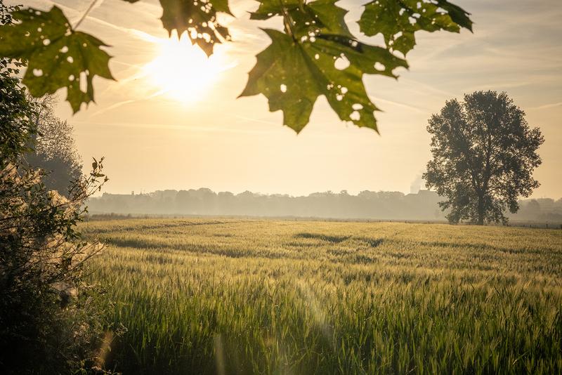 De grootste trekpleister van het gebied? Dat is de rivier de Maas. Die stroomt als een krachtige blauwe ader dwars door het park. Met de Maas als wegwijzer raak je tijdens het struinen niet zo snel verloren in de vallei. Het water is dan ook altijd dichtbij in dit Landschapspark. Je wandelt er over oeroude rivierwallen en langs kronkelende rivierarmen. Aan de oever van de rivier vind je rustige plekjes, waar je kunt neerstrijken met een rijkgevulde picknickmand. Landschapspark Maasvallei (c) Jean Paul Bardelot 2024 (25)