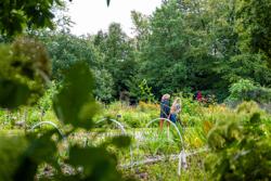 Pluktuin Innengaard (c) Piet De Kersgieter -  Oogsttuin Innengaard en Domein Royeghem (56)