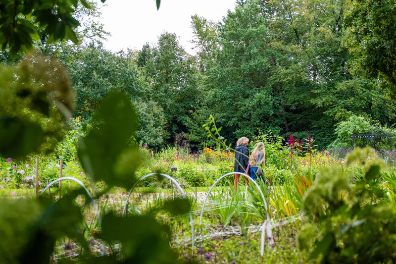 Op het domein van Kasteel Rooigem in het Brugse Ommeland ligt een verborgen oase aan ecologische schatten. Deze strekt zich uit over een grond van 9 ha en dateert uit de 16de eeuw. Eens was het een buitenverblijf voor Brugse Bisschoppen die er in de 18de eeuw een formele tuin aanlegden. Doorheen de jaren heeft de natuur er vrij spel gehad en een unieke biotoop voor wilde bloemen en dieren gecreëerd.
Gelieve bij ELK gebruik 'Oogsttuin Innengaard en Domein Royeghem' te vermelden! Pluktuin Innengaard (c) Piet De Kersgieter -  Oogsttuin Innengaard en Domein Royeghem (56)