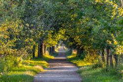 Drongengoed_Drongengoedbos1 ©Toerisme Oost-Vlaanderen