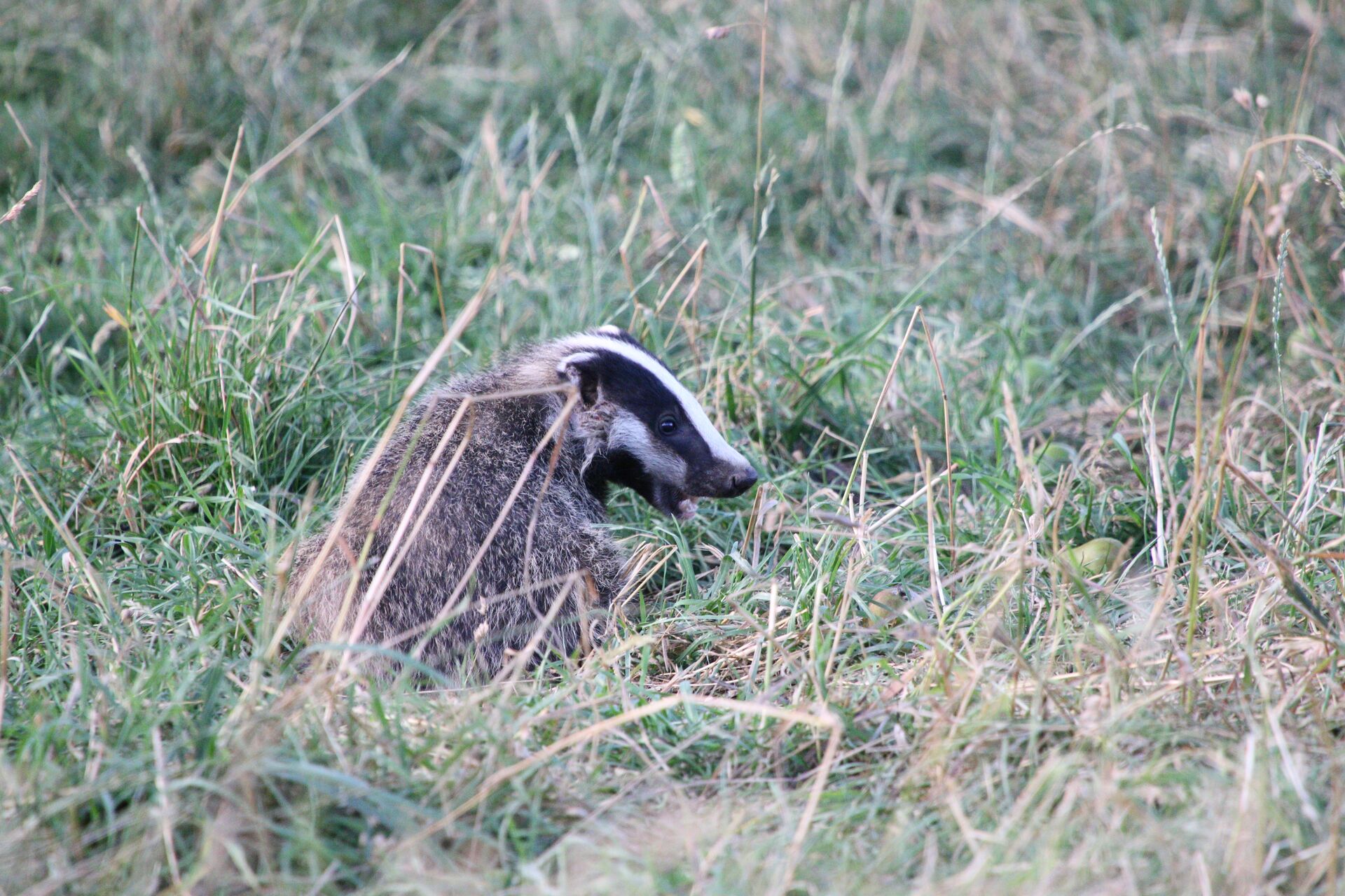 Voerstreek © Brecht Engelen