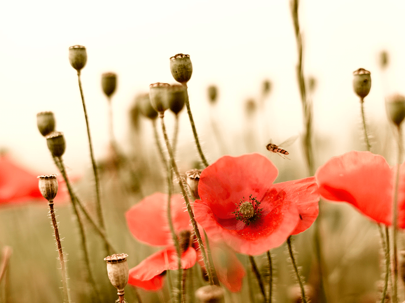 In Flanders Fields - Poppies 2