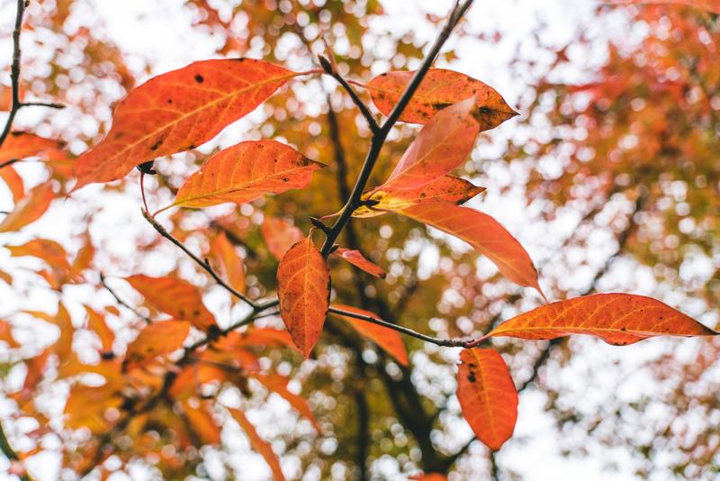 Plantentuin Meise Plantentuin 31 oktober-60 © Plantentuin Meise