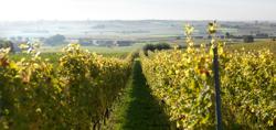 Heuvelland Vineyard, Westhoek 07 © Milo Profi