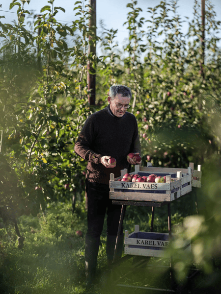 Karel Vaes A man harvests apples in an orchard and puts them in wooden crates on a table.