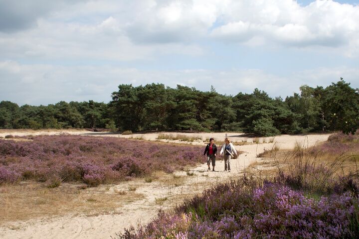 Longue promenade dans l'une des oasis de tranquillité de la Flandre, la Kalmthoutse Heide. Un couple profite du silence total dans l'une des oasis de tranquillité de la Flandre, la Kalmthoutse Heide.