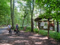 Hallerbos