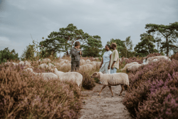 Micro-avonturen Kalmthoutse Heide