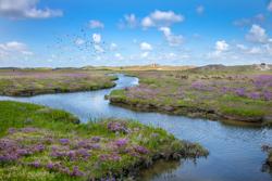 Het Zwin © Westtoer APB - Jan D'hondt