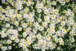 Lambiekland hoevebrouwerij t Guldenhooft (c) Cliff Lucas (11)