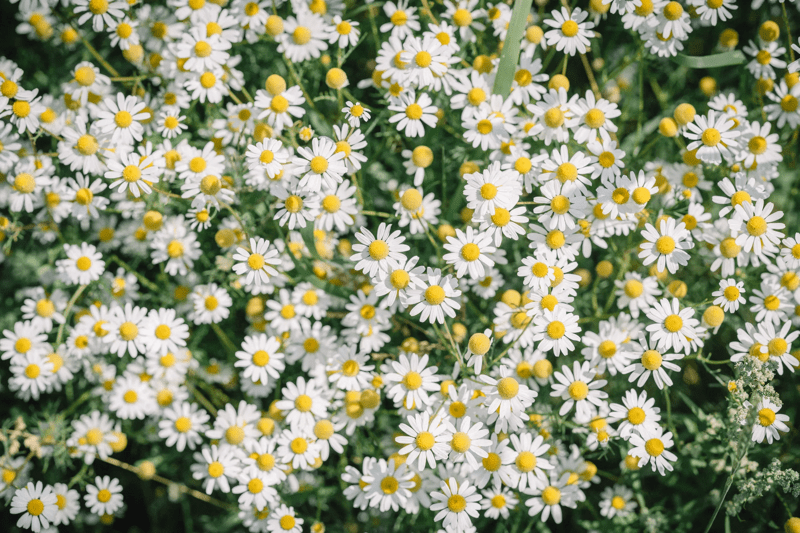 Lambiekland hoevebrouwerij t Guldenhooft (c) Cliff Lucas (11)