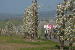 Fietsen tussen de bloesems © Guy van Grinsven - Studiopress