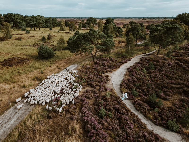 Luftaufnahme von Schafen auf einem Sandweg durch Heide und Wald, mit zwei Hirten vorne.