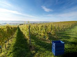 Heuvelland Vineyard, Westhoek 08 © Milo Profi