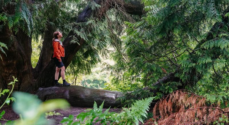 Brabanter Wälder – Sonianwald Eine Person in einer orangefarbenen Jacke steht auf einem großen Baumstamm und blickt zu den hoch aufragenden grünen Bäumen in einem üppigen Wald, was Neugier und Ruhe vermittelt.