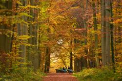 Park van Tervuren in de herfst (c) Bert Dekelver (2)